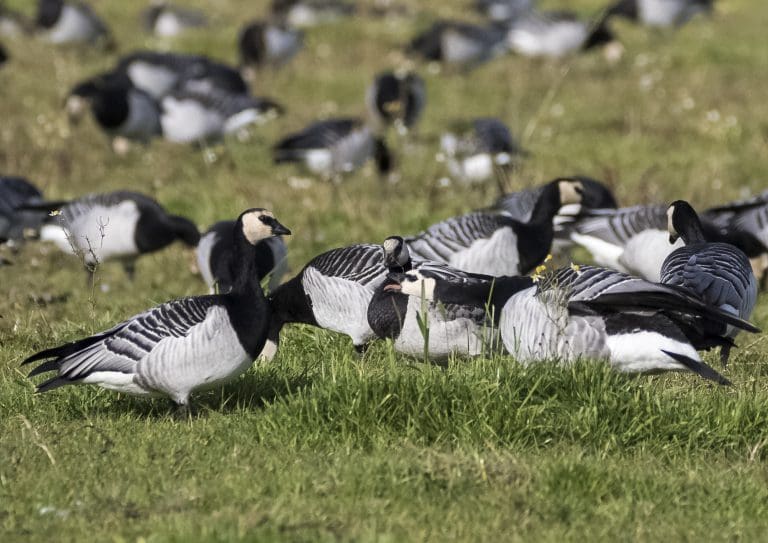 Barnacle geese credit Alex Hillier _ WWT (19)