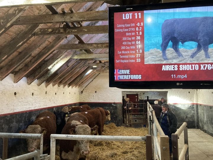 Dumfries Auction Mart Spring Bull Sale Report