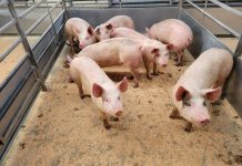 DUMFRIES MART MARCH PIG SALE REPORT