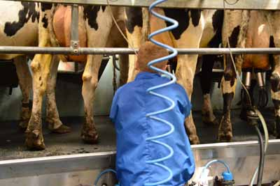 DAIRY FARMERS HIT, AS FIRST MILK ANNOUNCES FURTHER PRICE CUTS