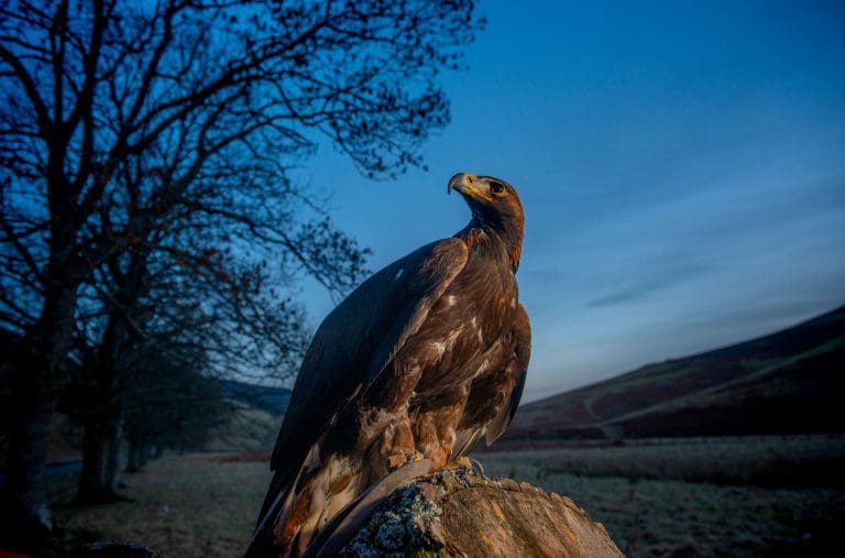 Love Could Be In The Air As Borders Estate Champions Eyrie First For Groundbreaking South Of Scotland Golden Eagle Project