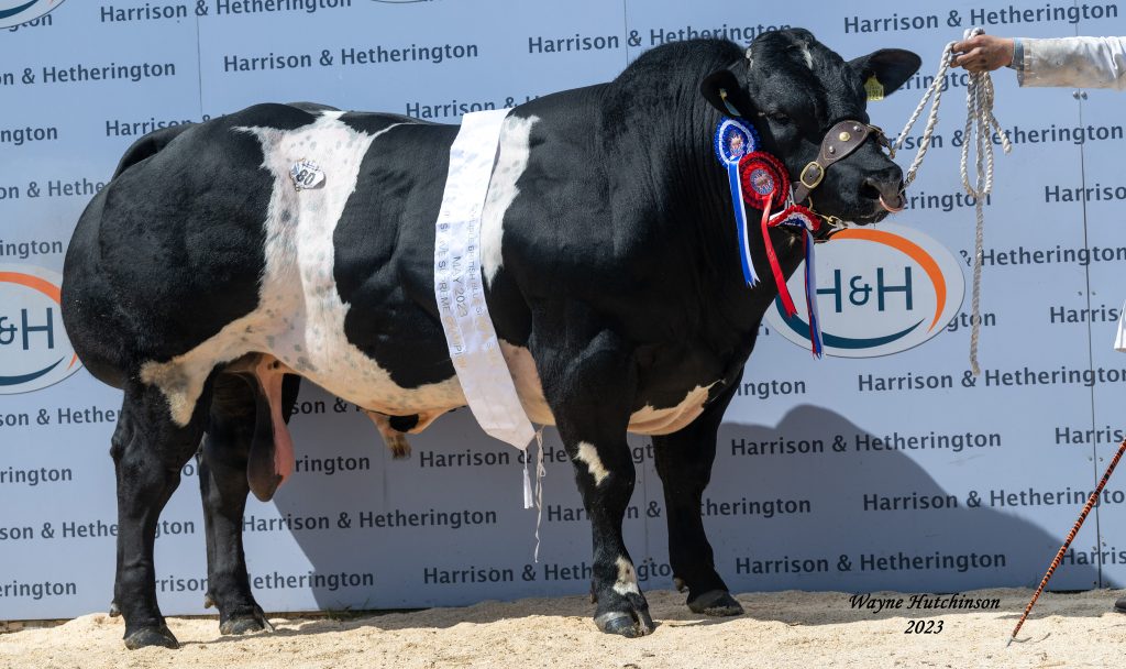 ANNAN BRED BRITISH BLUE BREAKS BREED RECORD AT CARLISLE