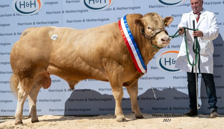 Hallfield Scotty Tops British Blonde Society’s Spring Show