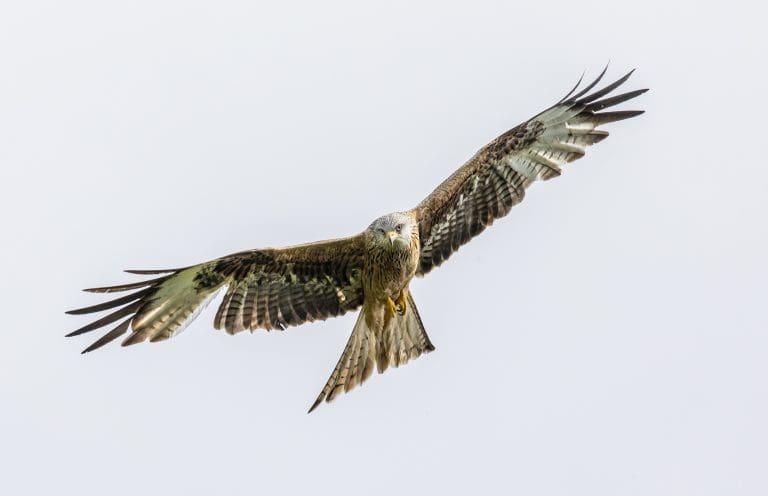 Dumfrieshire Man Given Community Payback Order For ‘Serious’ Bird Poisoning Offences
