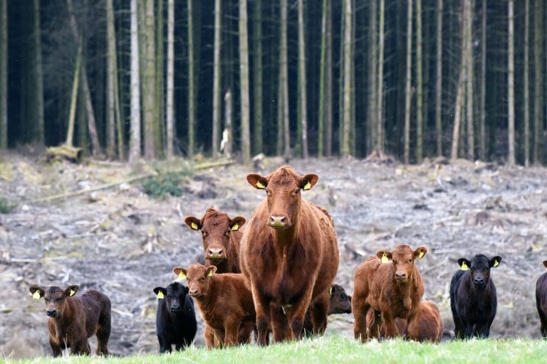 Counting down to Scotland’s Beef Event