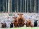 Counting down to Scotland’s Beef Event