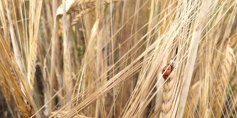 On-farm events will help build resilience