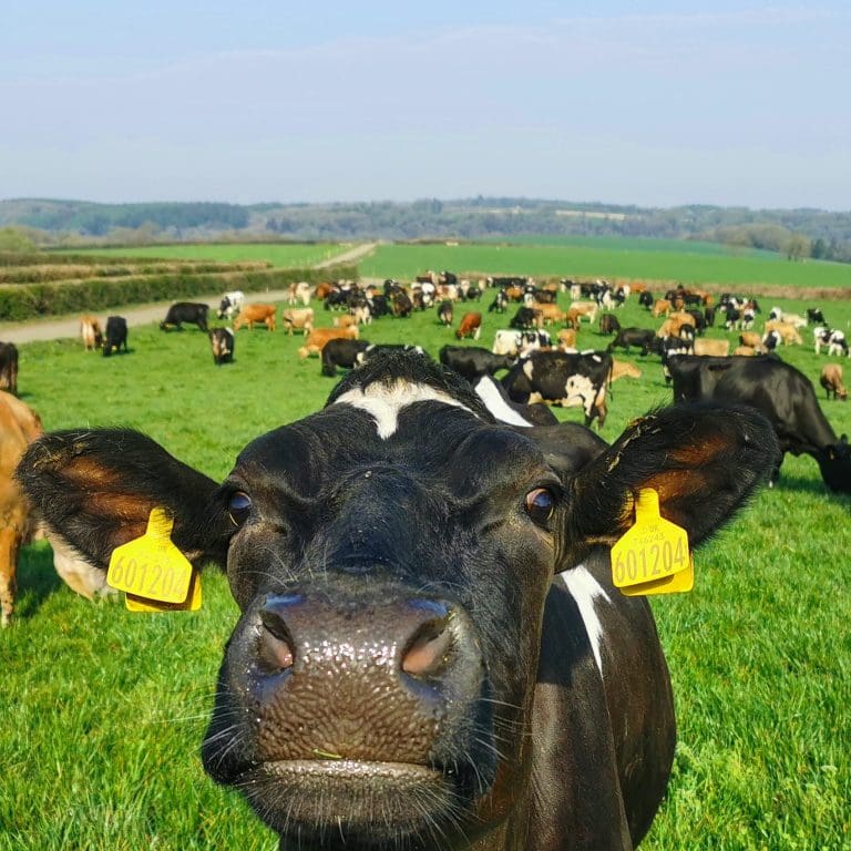 First Milk announces its June milk price to reduce by 1.40ppl