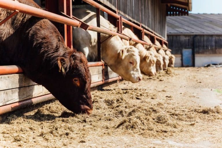 Fergus Ewing MSP To Open Scotland’s Beef Event 2023