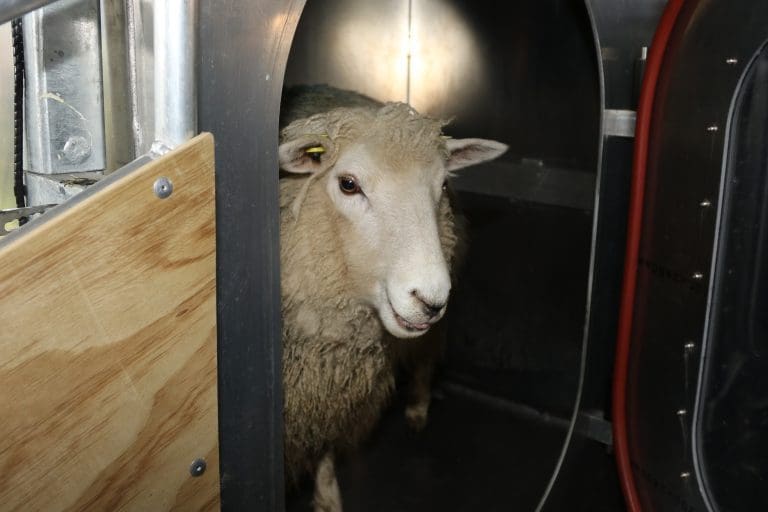 The sheep of things to come