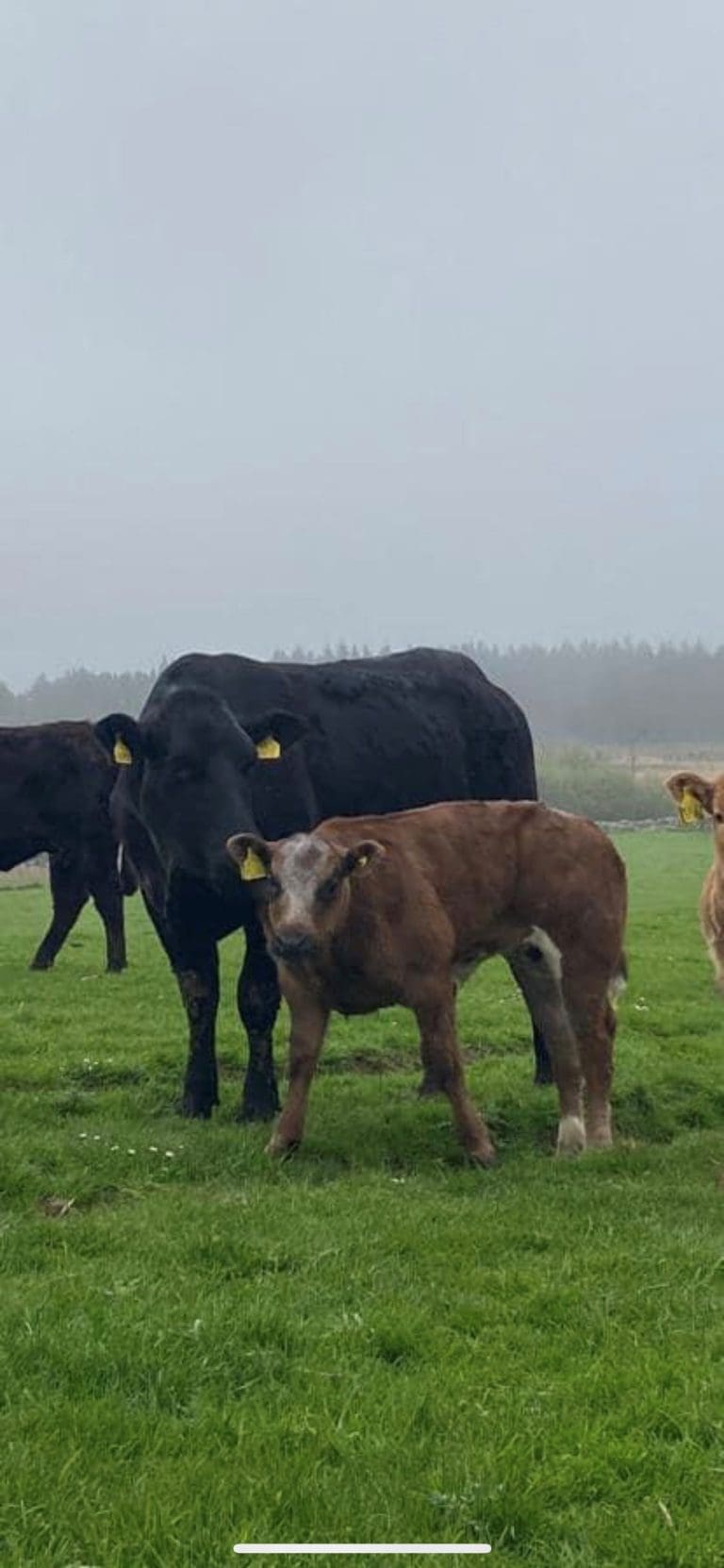 RECORDS SMASHED AT WALLETS MARTS SPRING BREEDING SALE