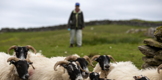 GSA Biosphere's Blackface wool project heads to Royal Highland Show