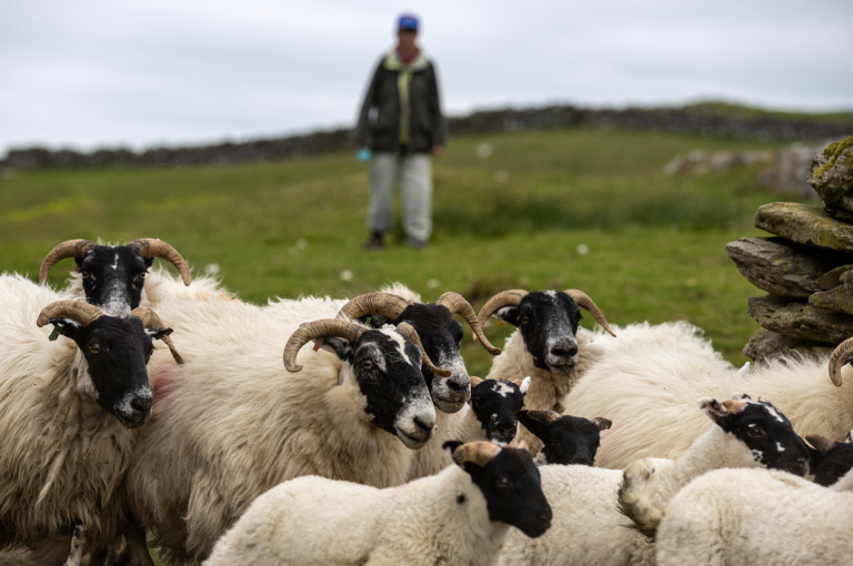 GSA Biosphere's Blackface wool project heads to Royal Highland Show