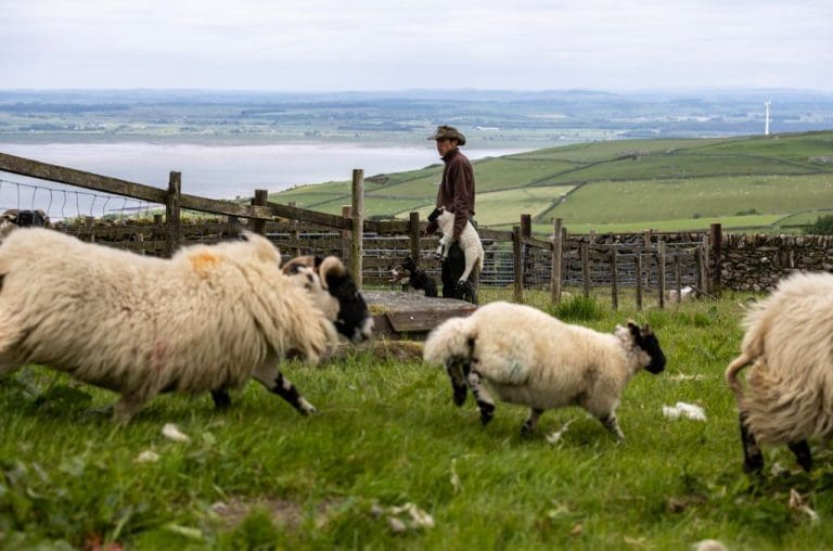 Reviving the Blackface Wool Market: Galloway & Southern Ayrshire Biosphere Showcases Sustainable Fashion at Royal Highland Show