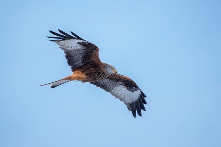 Police Appeal For Information After Red Kite Found Shot