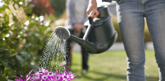Save Water Call - And Let Lawns Go Brown - To Maintain Normal Public Supply