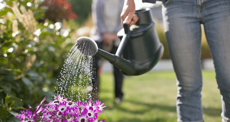 Save Water Call - And Let Lawns Go Brown - To Maintain Normal Public Supply
