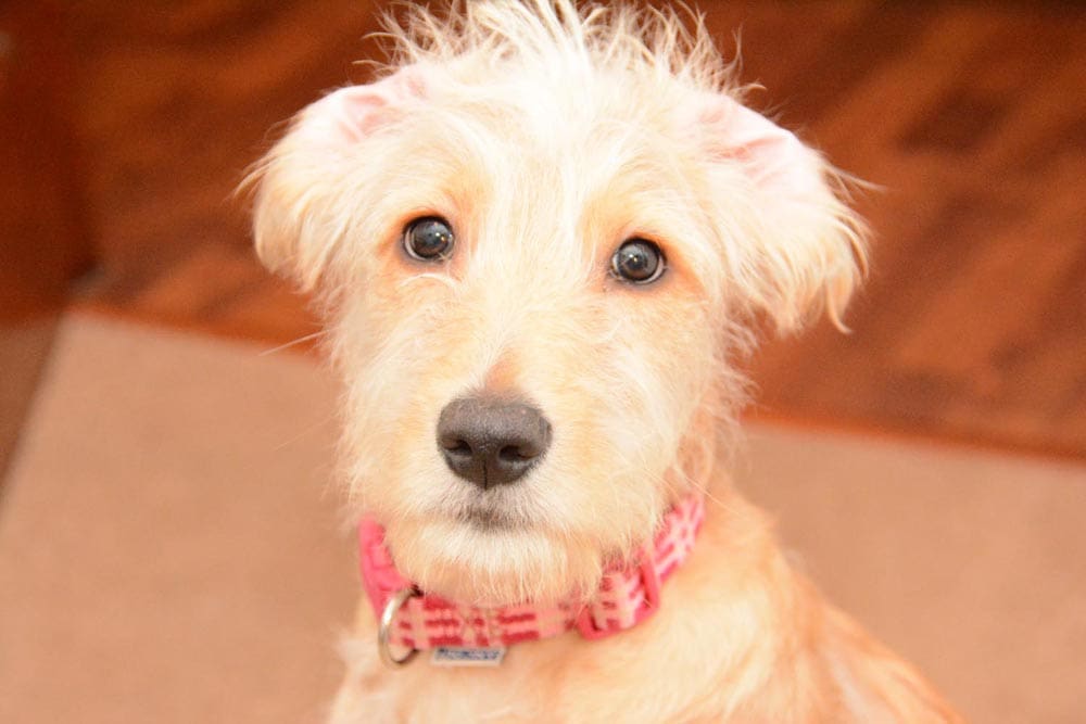 New Licensing Laws For Businesses Working With Pets On The Cards