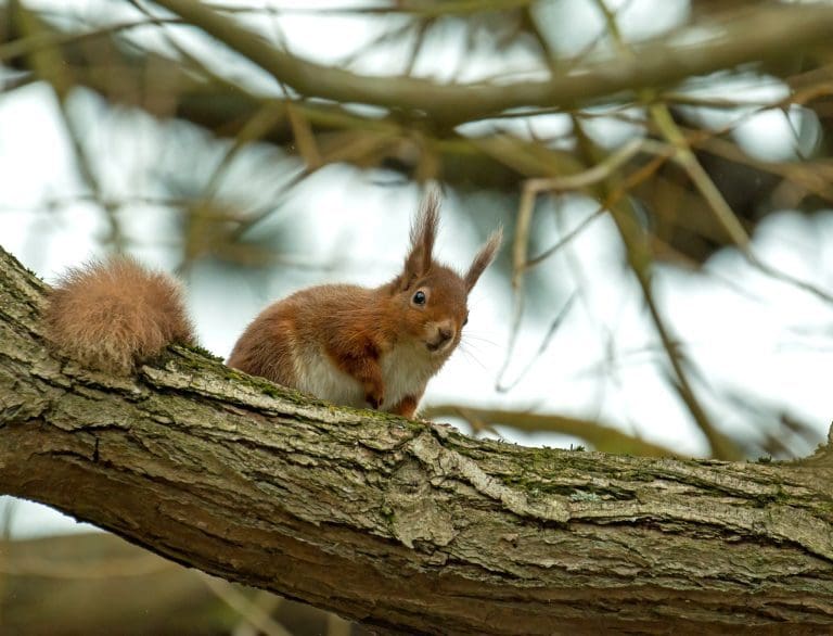 Cross Border Partnership Gains Support For Red Squirrel Project