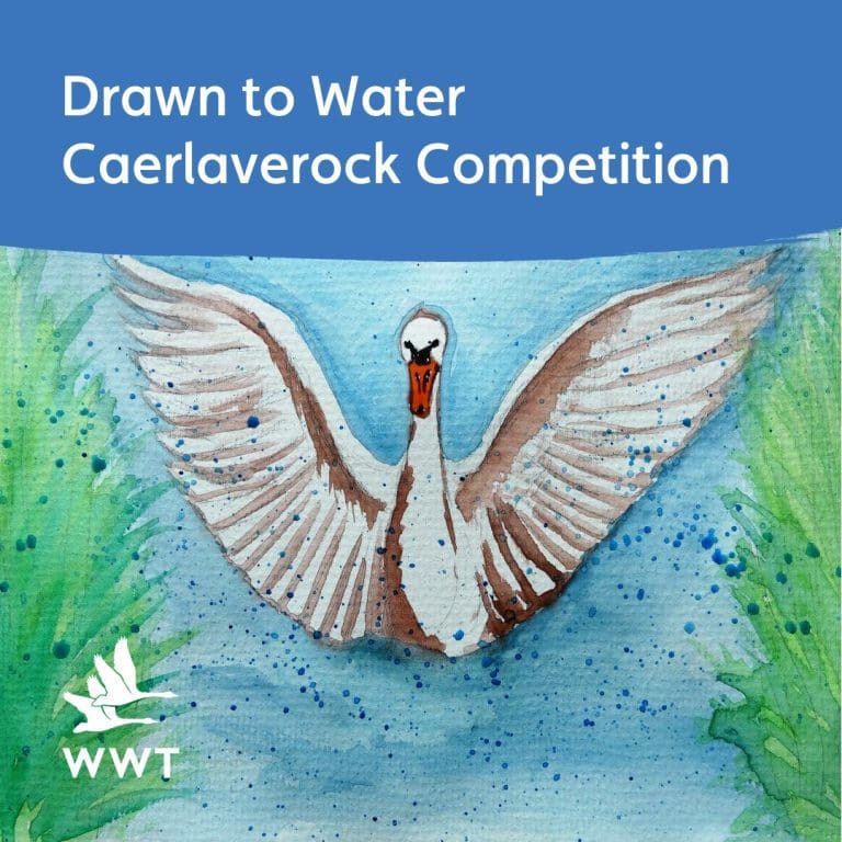 Art Competition Is Looking For Wetland Visitors To Create Scenes From Nature At WWT Caerlaverock