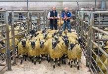 Dumfries Mart Breeding and Feeding Sheep Sale Report 9/9/23