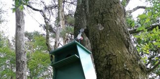 30 Barn Owl Boxes installed across Galloway