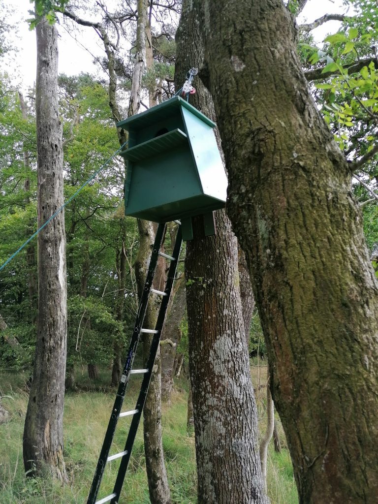 30 Barn Owl Boxes installed across Galloway