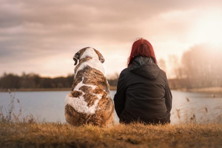 Survey Reveals: 72% of Scottish Pet Owners Prioritize Pet Wellbeing Over Their Own