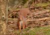 Get involved in Scotland’s fifth annual Great Scottish Squirrel Survey