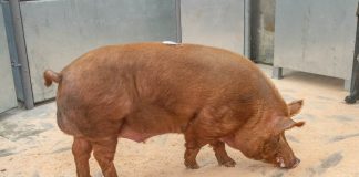 DUMFRIES MART PIGS SALE REPORT 16/10/23