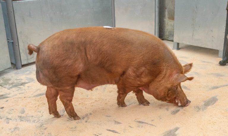 DUMFRIES MART PIGS SALE REPORT 16/10/23