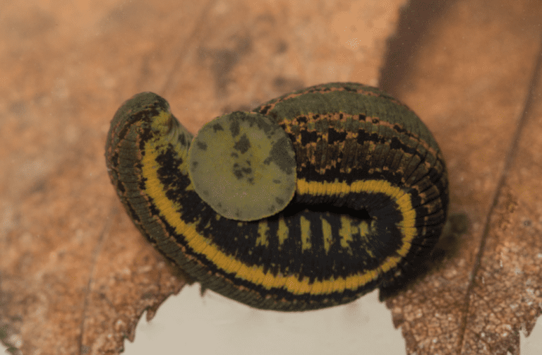 Rare Leech Found Near Borgue in Dumfries and Galloway