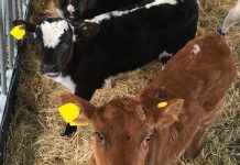 Project awarded £700k for early disease detection in cattle
