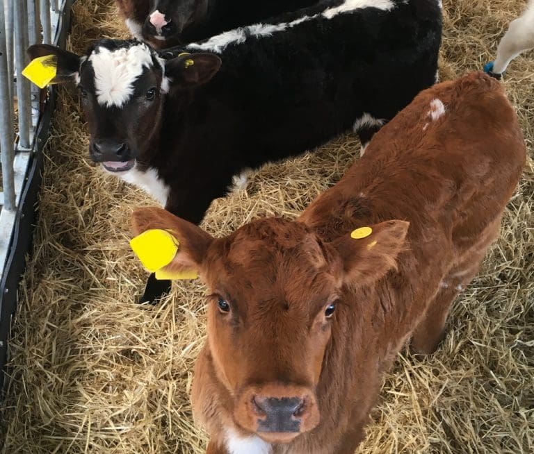 Project awarded £700k for early disease detection in cattle