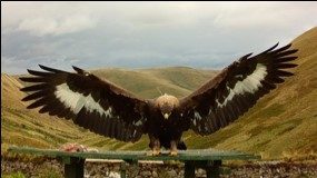 MISSING SOUTH OF SCOTLAND GOLDEN EAGLE INVESTIGATED BY POLICE