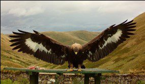 MISSING SOUTH OF SCOTLAND GOLDEN EAGLE INVESTIGATED BY POLICE