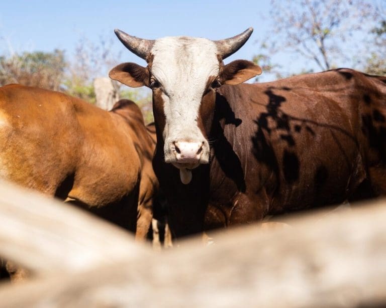 SRUC Joins New Centre Tackling Food Security & Climate Change