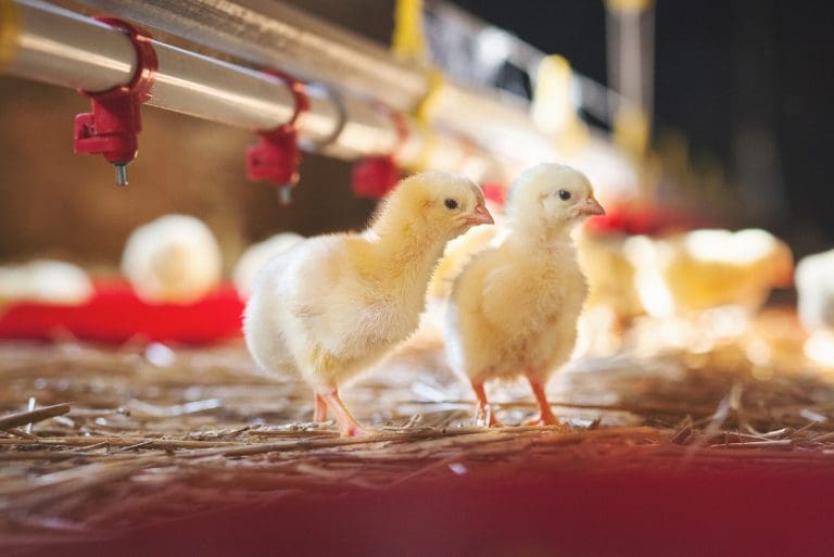 £500k project explores use of seaweed in chicken feed
