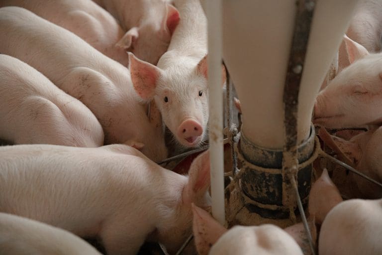 Oregano oil and purple garlic prove perfect tonic for piglets