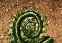 Andy Goldsworthy: Winter Harvest Exhibition - Gracefield Arts Centre