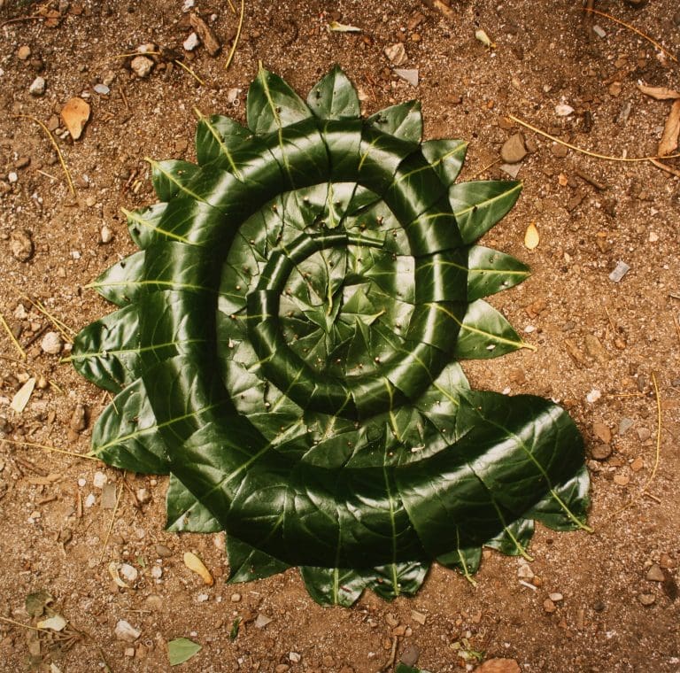 Andy Goldsworthy: Winter Harvest Exhibition - Gracefield Arts Centre