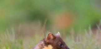 'SCATS' OUT THE BAG - PINE MARTIN N UMBERS ON THE INCREASE IN D&G FORESTS