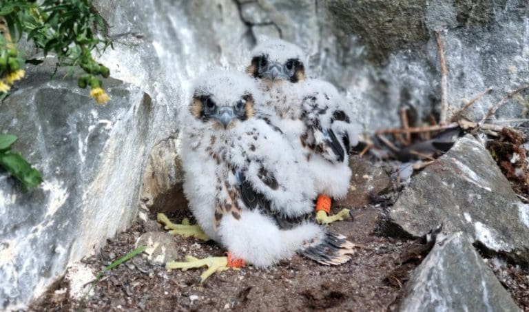 Two South Of Scotland Men Avoid Jail After Selling Peregrine Falcons