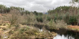 Galloway Forest Park pond made dragonfly-friendly