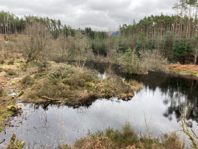 Galloway Forest Park pond made dragonfly-friendly