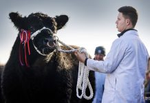 Growing demand for Galloways ahead of annual Spring Show & Sale