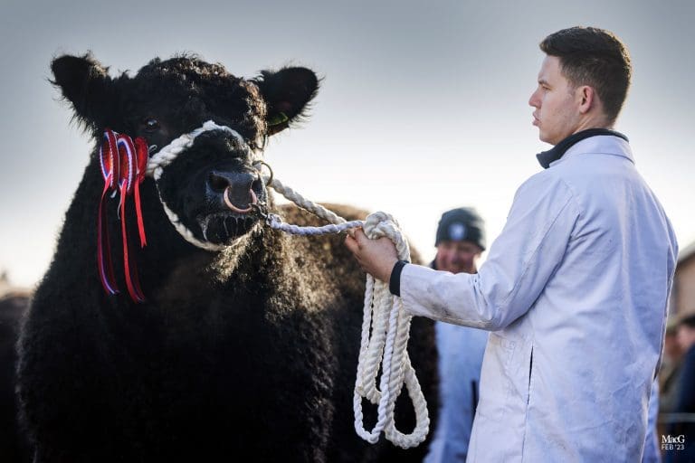 Growing demand for Galloways ahead of annual Spring Show & Sale