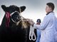 Growing demand for Galloways ahead of annual Spring Show & Sale