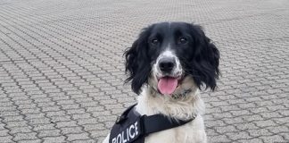 POLICE DOG FINDS £510K WORTH OF CANNABIS AT CAIRNRYAN
