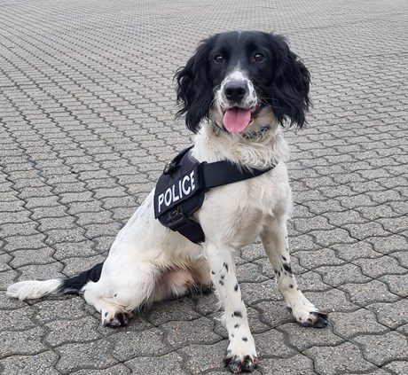 POLICE DOG FINDS £510K WORTH OF CANNABIS AT CAIRNRYAN